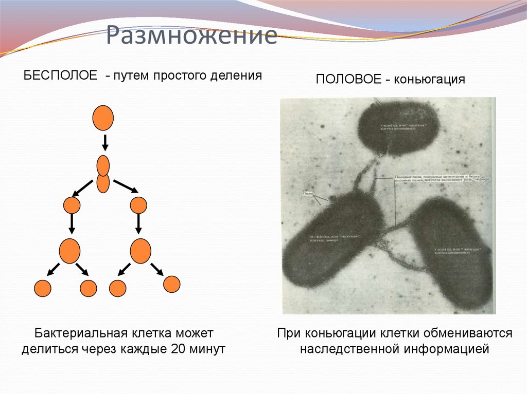 Размножение бактерий рисунок