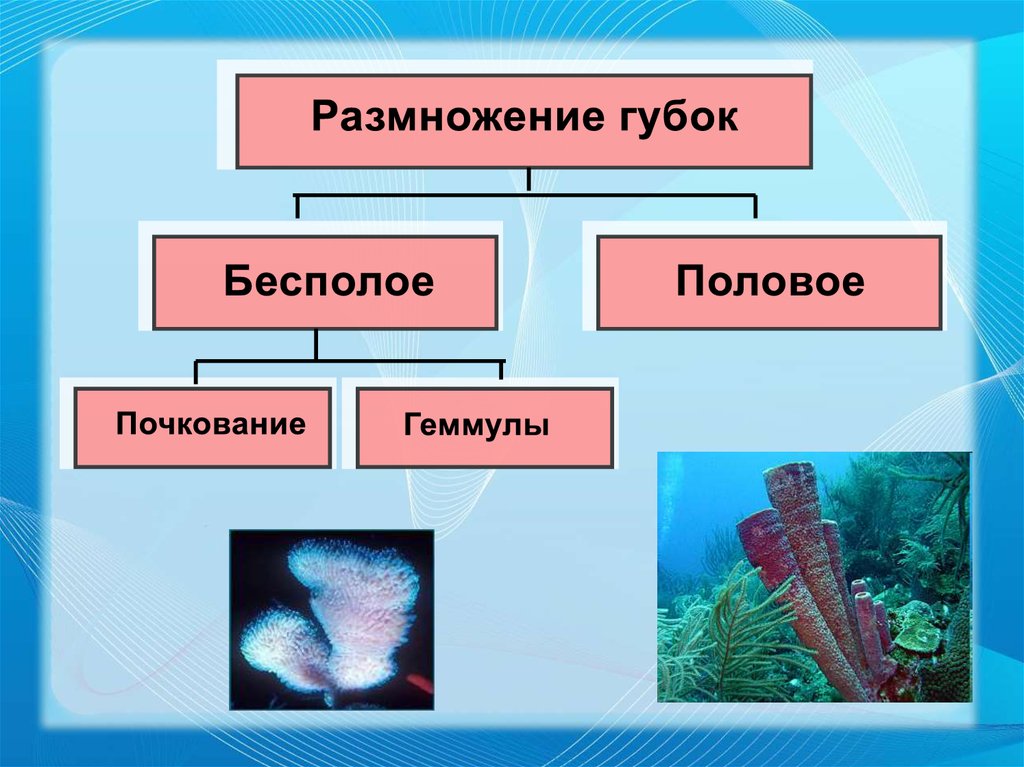 Тип губки презентация