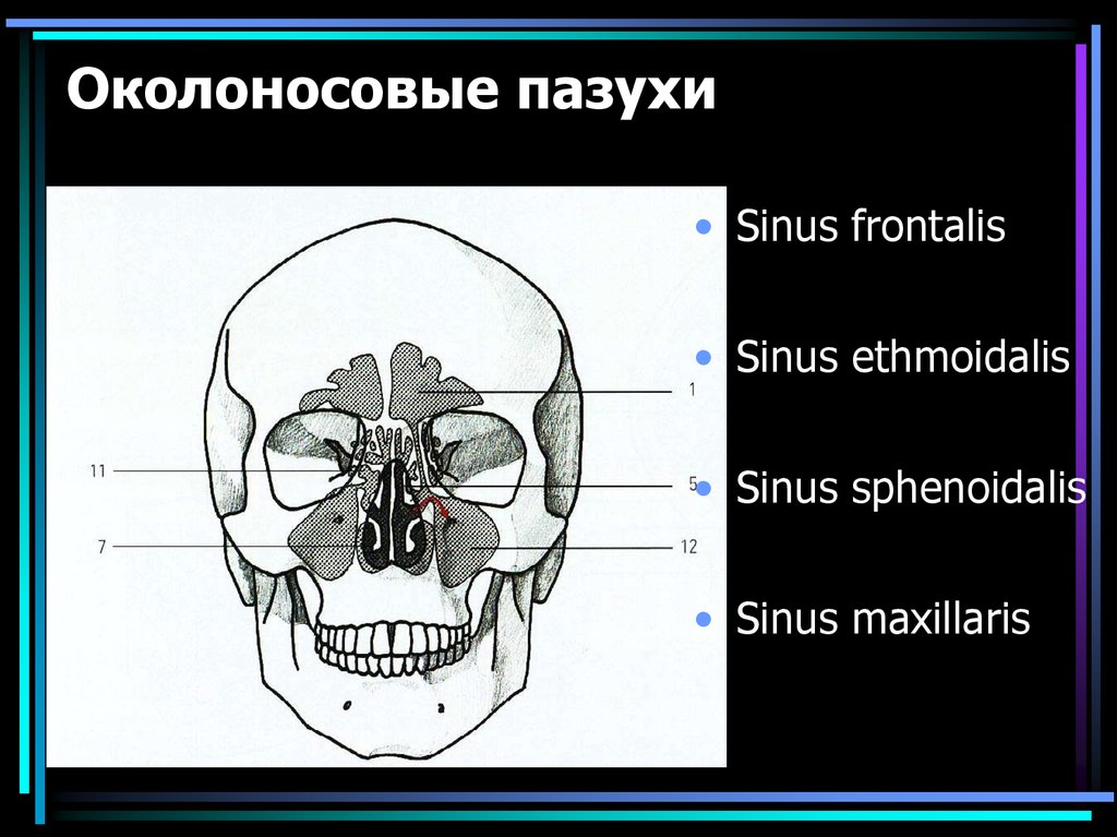 Околоносовые пазухи картинка