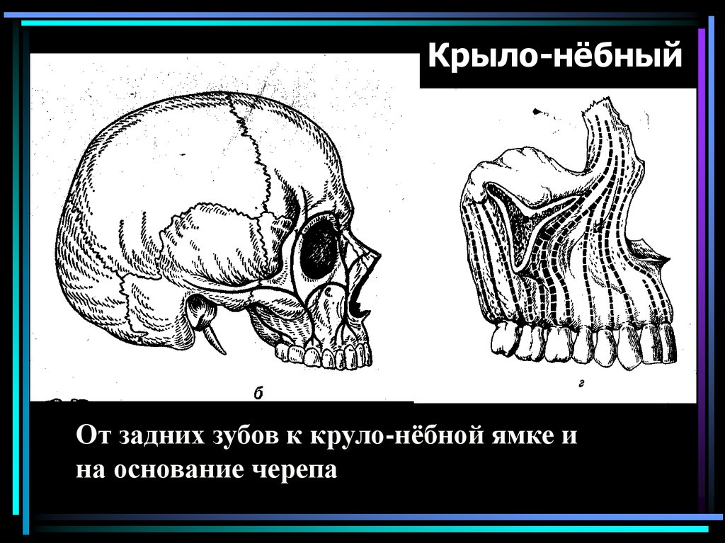 Схема контрфорсов анатомия