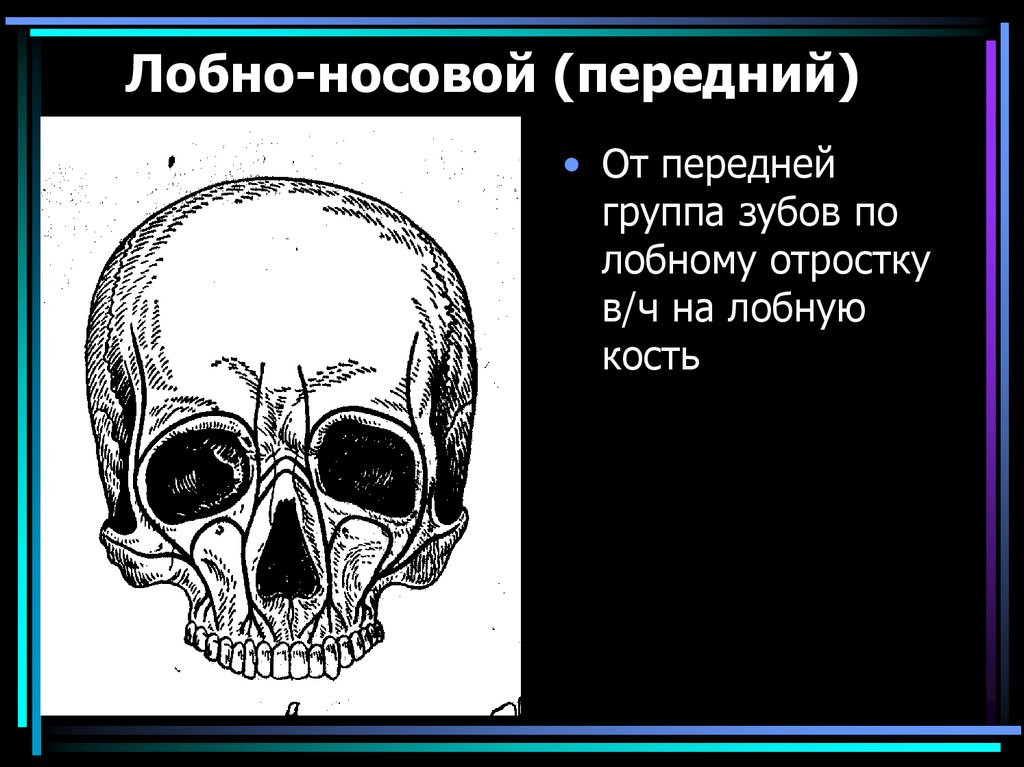 Схема контрфорсов анатомия