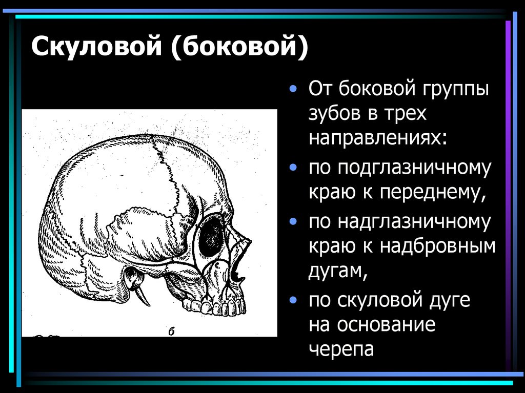 К какому отделу черепа относится скуловая кость. Скуловой КОНТРФОРС. Строение скуловой дуги. Скуловая дуга анатомия.