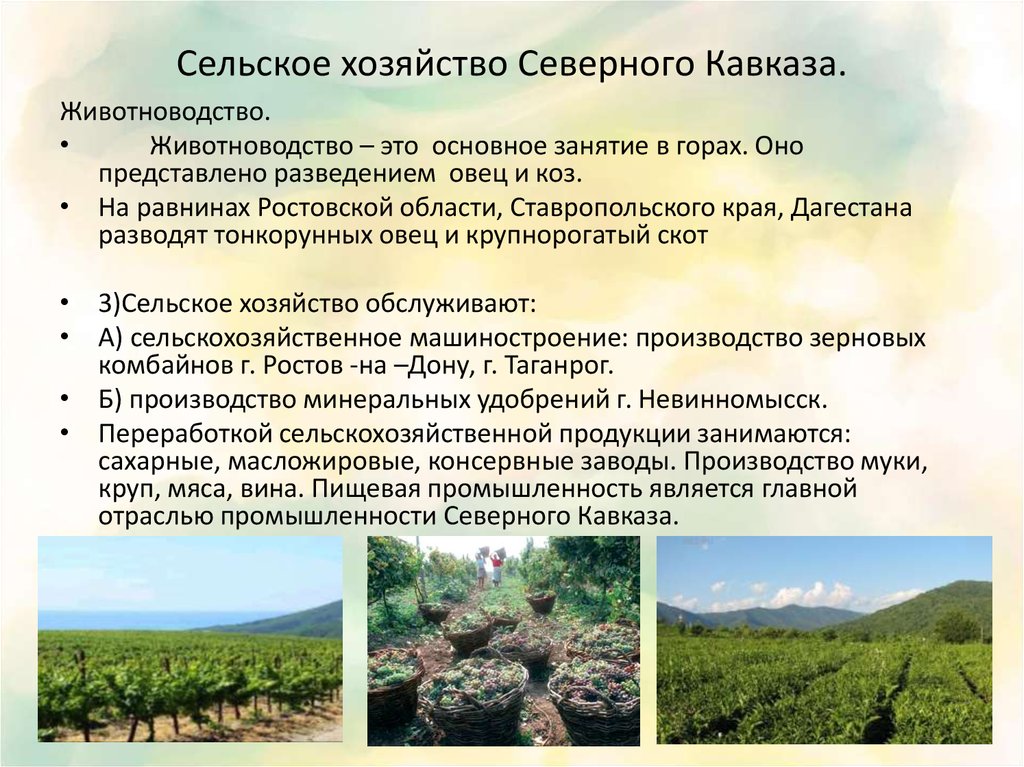 Северный кавказ специализируется на выращивании