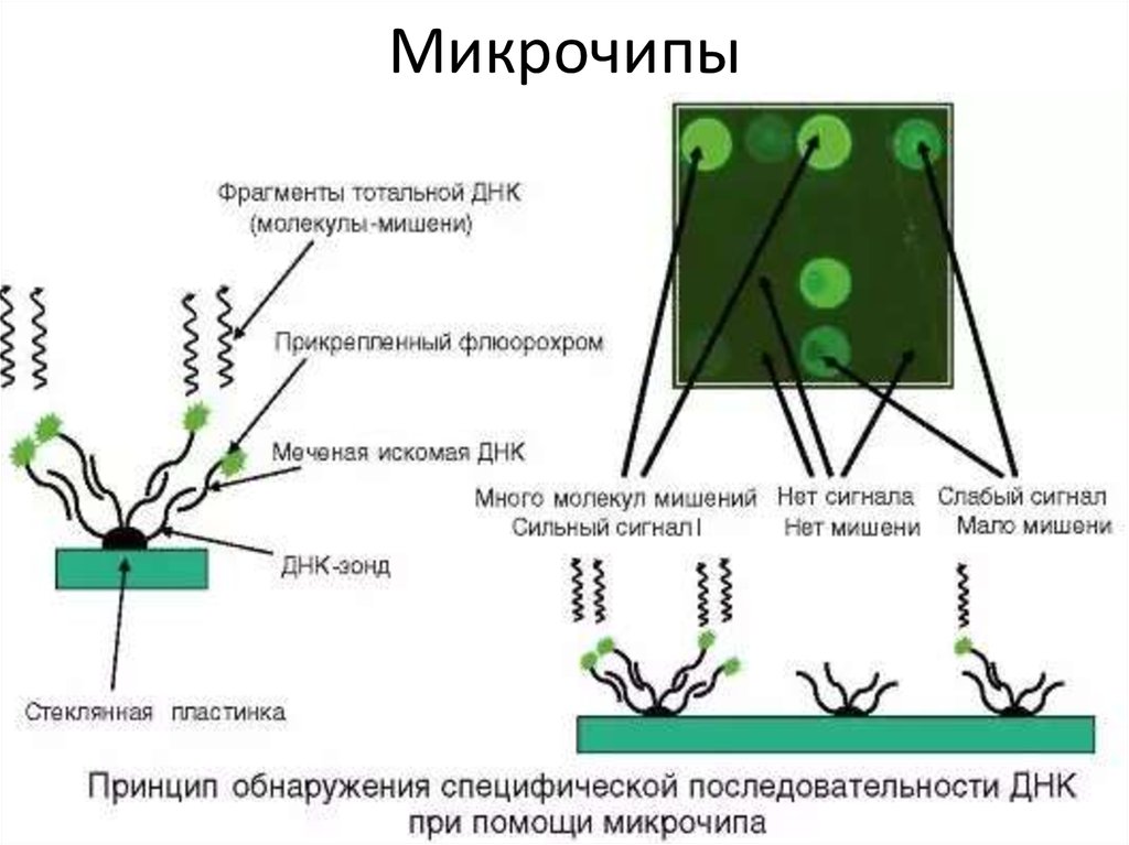 Днк чипы презентация