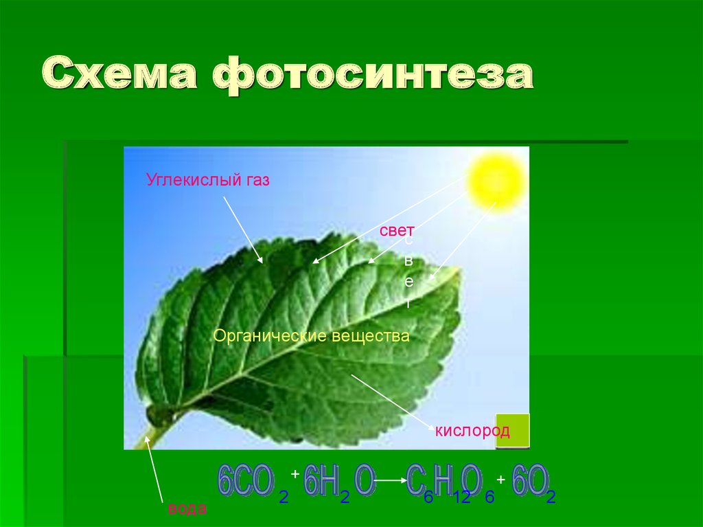 Свет углекислый газ. Фотосинтез. Изображение фотосинтеза. Фотосинтез фото. Растения без фотосинтеза.