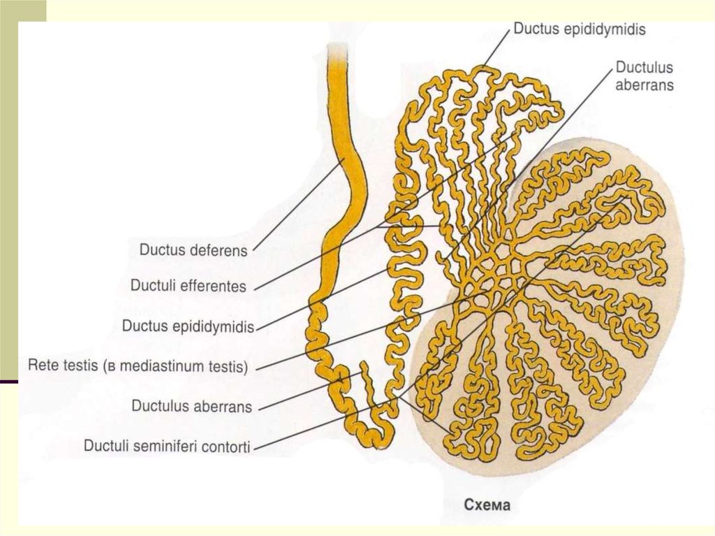 Привески яичек. Строение дольки семенника. Придаток яичка анатомия строение. Микроскопическое строение яичка анатомия. Семенные канальцы яичка анатомия.