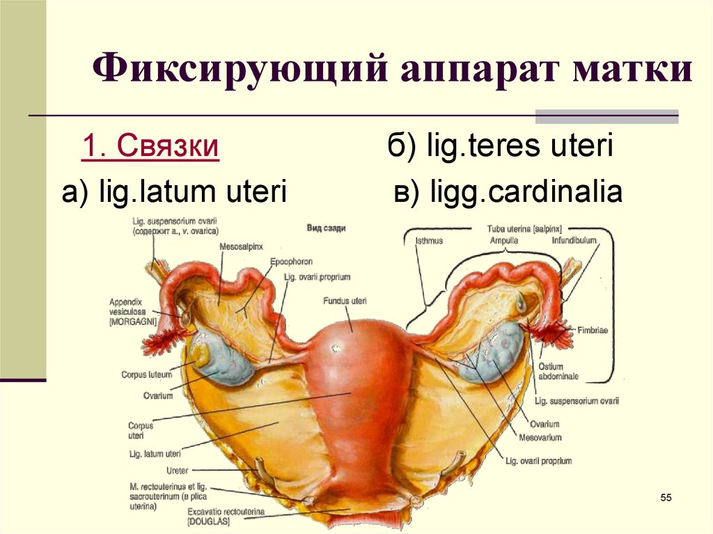 Матка с придатками рисунок