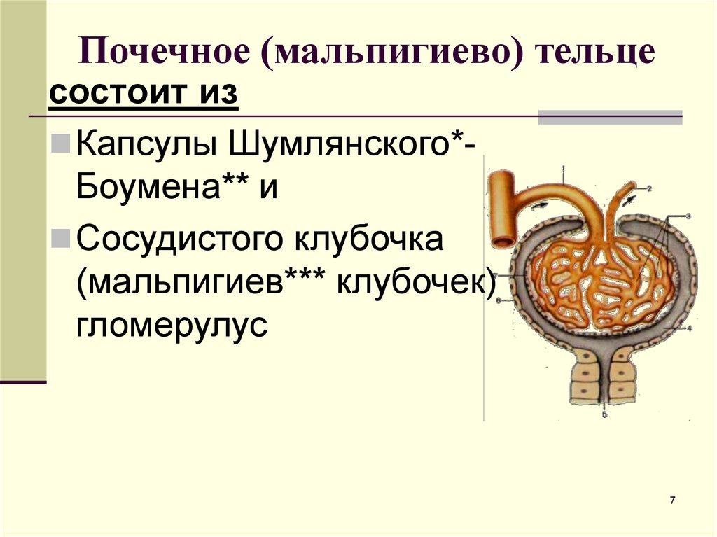 Почечное тельце состоит из