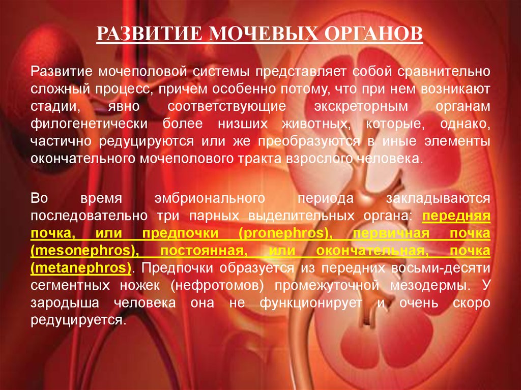 Развитие мочевых органов