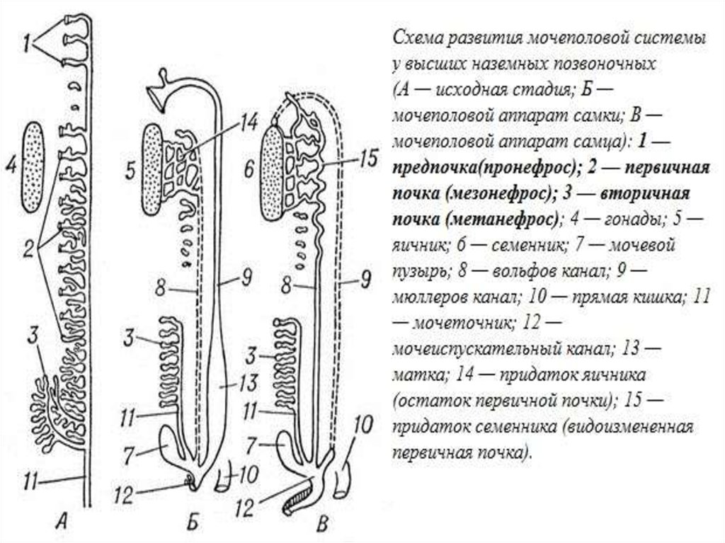 Определите общее количество мезонефросов у модельных животных