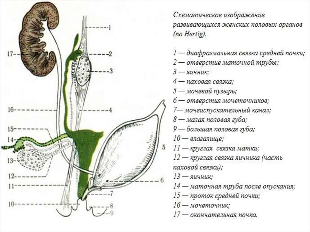 Средний половой орган у мужчин. Перечислите женские половые органы. Женские половые губы строение. Схематическое изображение вульвы.