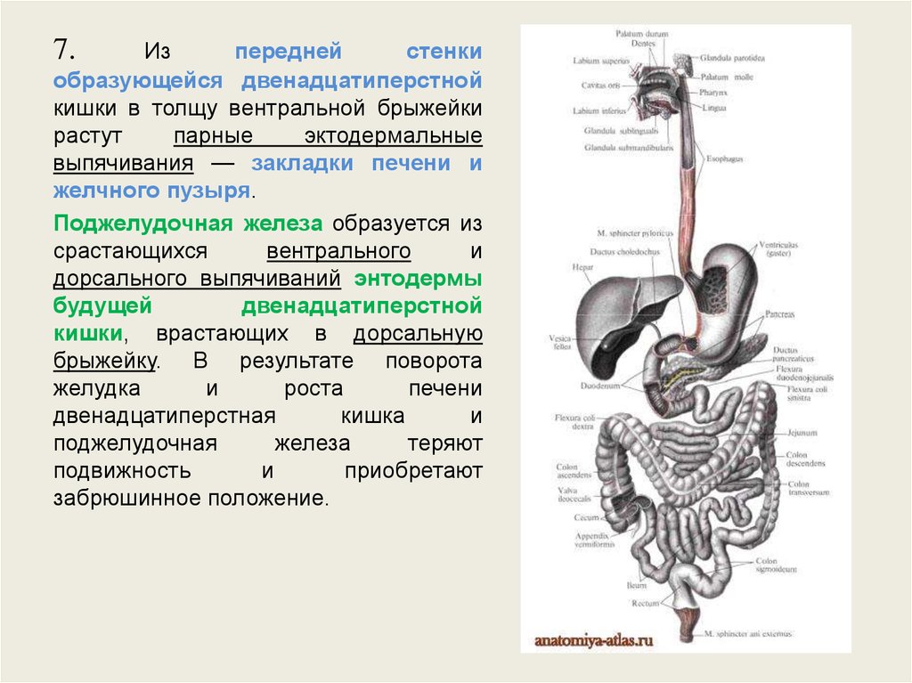 Развитие желудка. Производные дорсальной и вентральной брыжейки. Вентрадтная и доосальнпя брыжейки. Структуры, развившиеся из вентральной брыжейки желудка. Вентральная брыжейка двенадцатиперстной кишки.