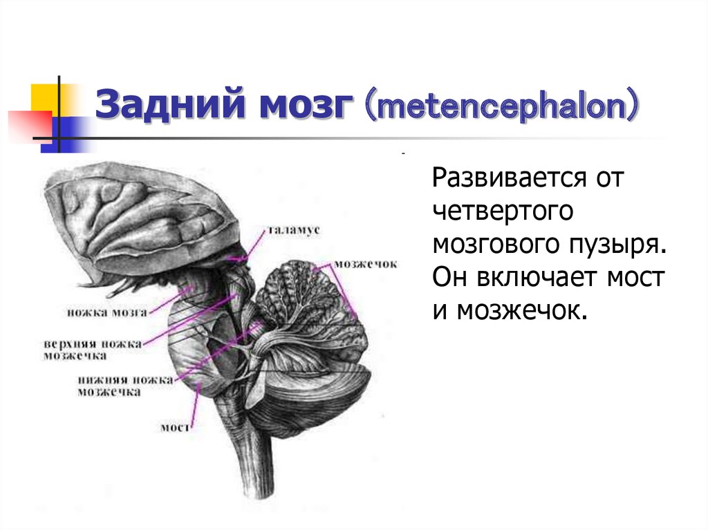 Особенности заднего мозга. Задний мозг строение и функции. Задний мозг варолиев мост и мозжечок. Структуры заднего мозга. Задний мозг его составляющие.