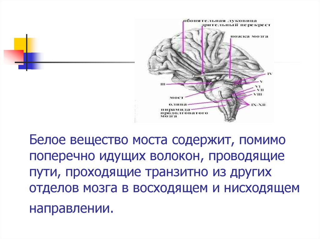 Соединение белой. Проводящие пути моста анатомия. Белое вещество головного моста. Проводящие пути моста головного мозга. Варолиев мост проводящие пути.