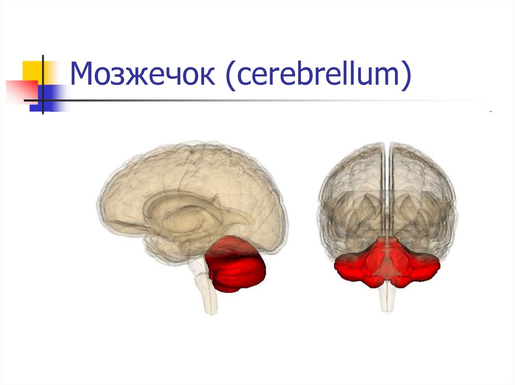 Развит мозжечок. Продолговатый мозг. Продолговатый мозг в мозге. Мозолистое тело анатомия.