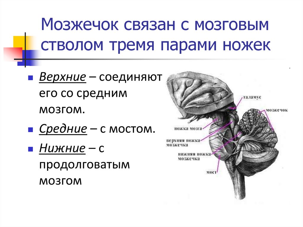 Строение и функции мозжечка головного мозга. Ножки мозжечка анатомия строение. Отделы головного мозга, которые соединяют нижние ножки мозжечка. Верхние ножки мозжечка анатомия. Средний мозг связан с мозжечком.