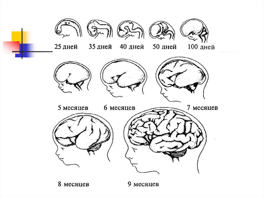 Внутриутробное недоразвитие головного мозга. Рост и развитие головного мозга в онтогенезе. Стадии развития головного мозга человека анатомия. Этапы развития головного мозга в онтогенезе. Последовательность этапов развития головного мозга в онтогенезе.