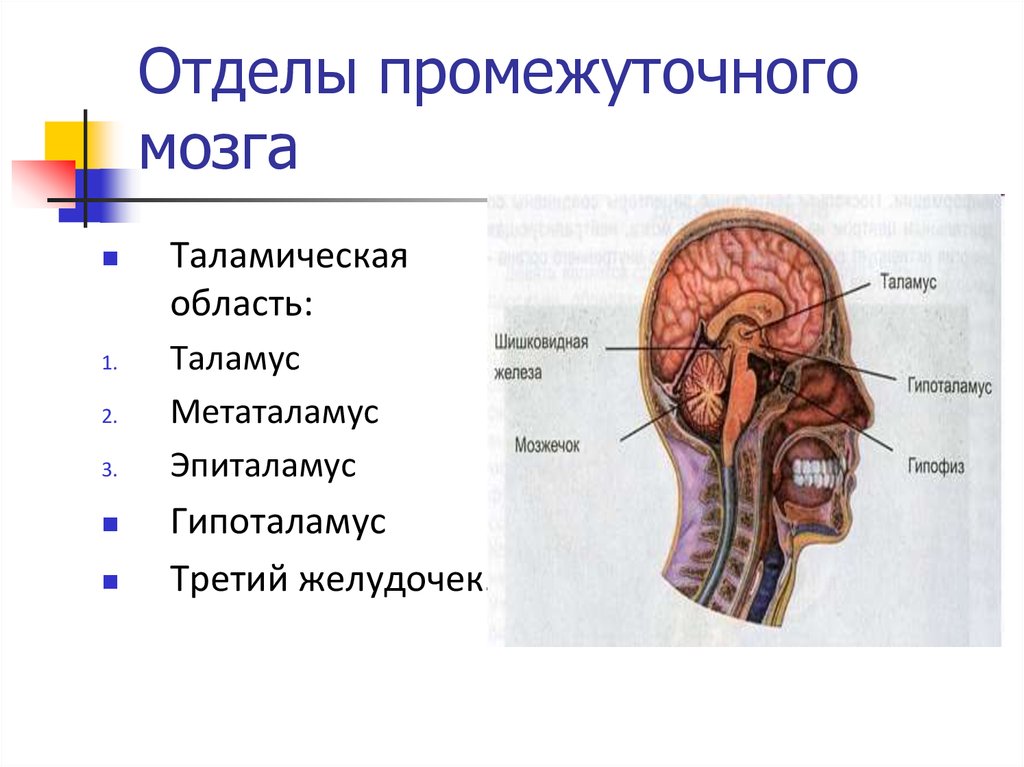 Промежуточный отдел функции. Строение отдела промежуточного мозга. Промежуточный мозг: отделы, внутреннее строение, третий желудочек.. Отделы промежуточного мозга 3. Промежуточный мозг 2 отдела.
