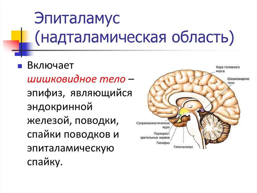 Промежуточный мозг образования. Эпиталамус и метаталамус. Промежуточный мозг эпиталамус эпифиз. Метаталамус промежуточного мозга функции. Промежуточный мозг таламус гипоталамус эпиталамус метаталамус.