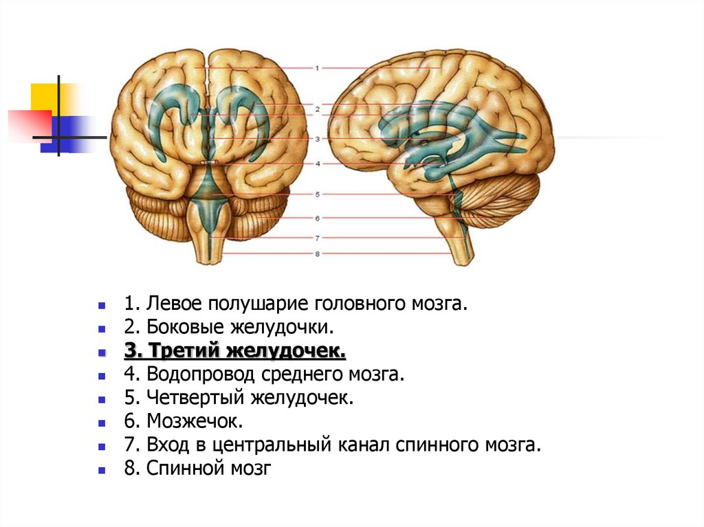 Левая гемисфера головного мозга. Боковые желудочки 4 желудочка головного мозга. Третий желудочек головного мозга анатомия строение. Строение 3 желудочка мозга. Третий и четвертый желудочки головного мозга.