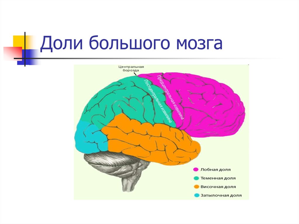 Основные доли мозга. Лобная дога большого мозга. Функции лобной доли головного мозга человека. Лобная теменная височная затылочная доли мозга. Доли больших полушарий головного мозга 8 класс.