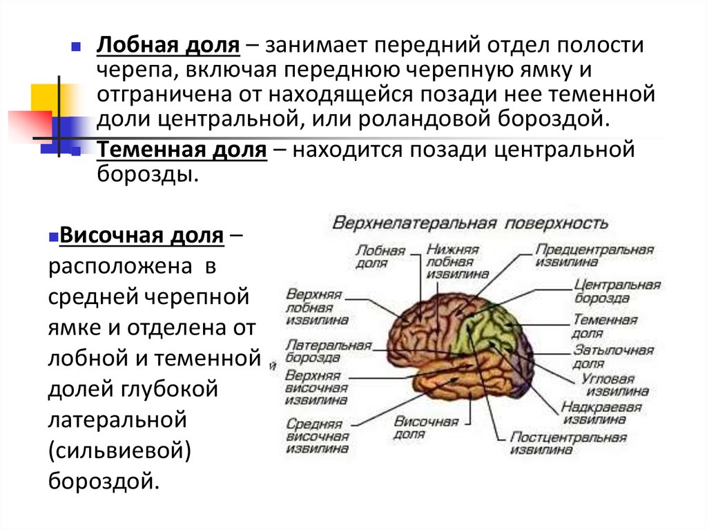 Какие функции выполняют доли головного мозга