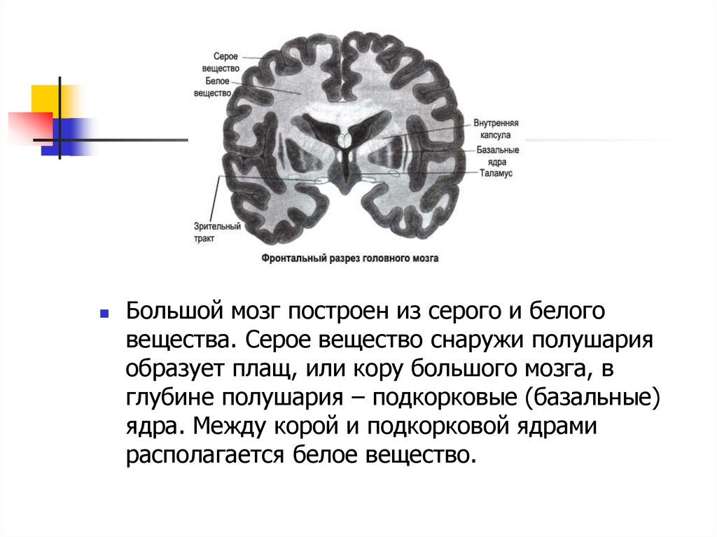 Какую функцию выполняет серое вещество мозга. Белое и серое вещество головного мозга таблица. Белое и серое вещество мозга схема. Белое и серое вещество полушарий головного мозга базальные ядра. Серое вещество головного мозга (базальные ядра).