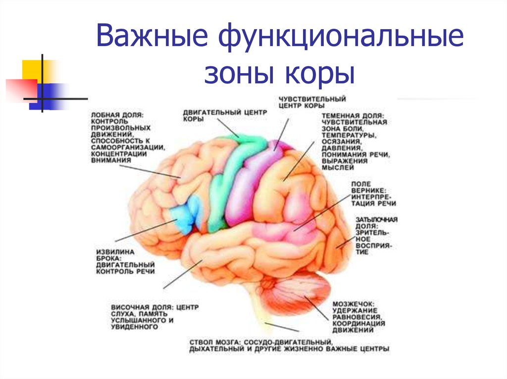 Кожно мышечная зона головного мозга. Функциональные зоны и доли коры головного мозга. Локализация ядер анализаторов в коре головного мозга. Функции основных зон большого мозга.