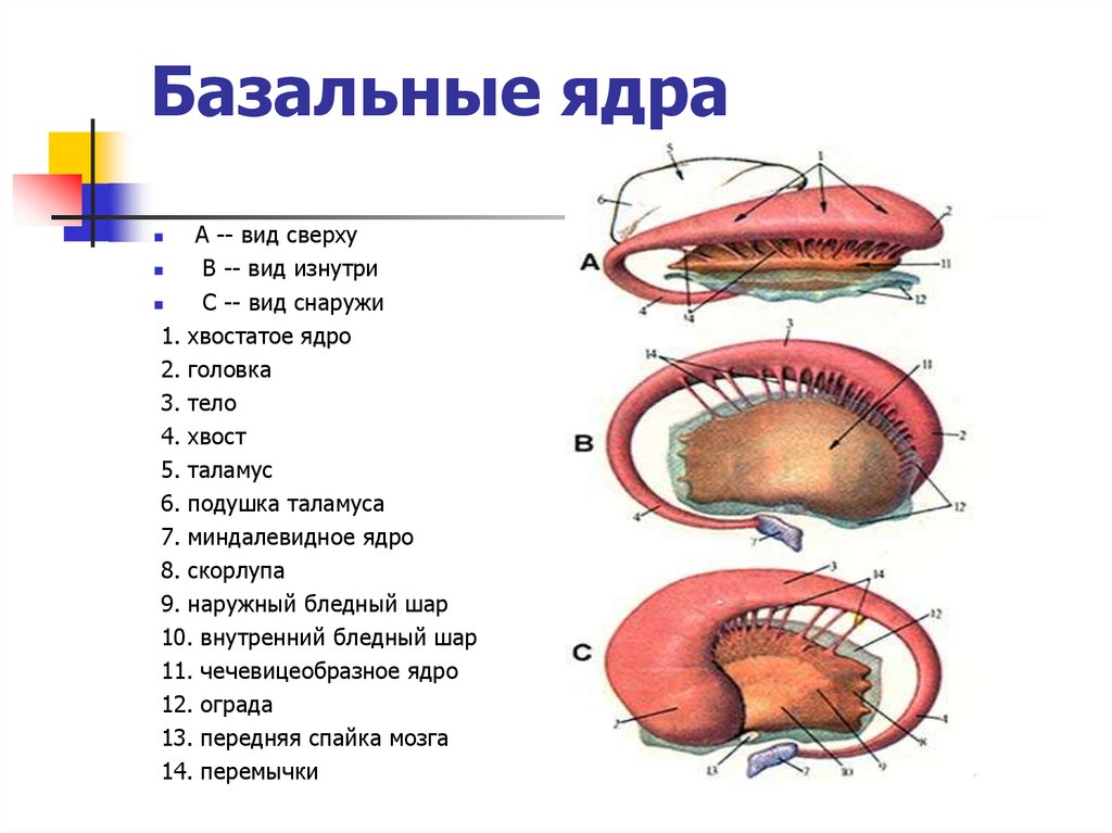 Ядра мозга образованы. Подкорковые ядра головного мозга анатомия. Строение базальных ядер головного мозга. Базальные ядра конечного мозга строение. Анатомия строение головного мозга базальные ядра.