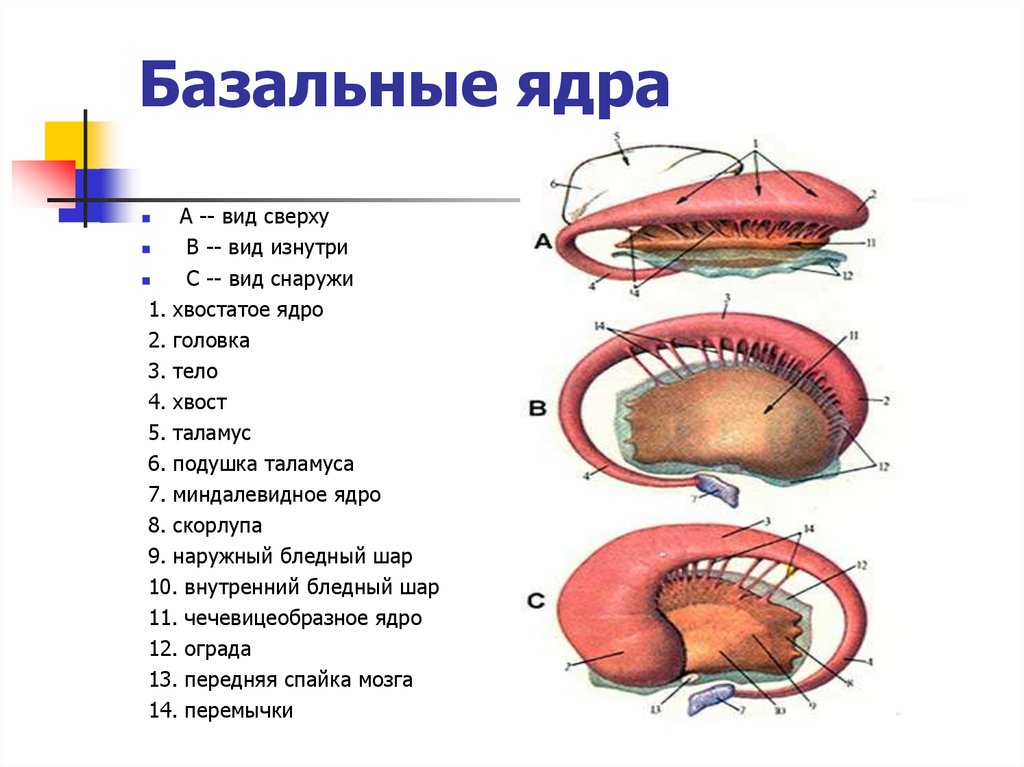 Ядро мозга. Подкорковые ядра головного мозга анатомия. Базальные ядра конечного мозга. Базальные ядра чечевицеобразное ядро. Базальные ядра головного мозга анатомия.