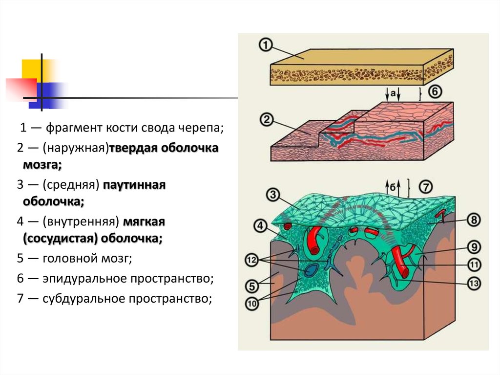 Фрагменты костей. Мягкая сосудистая оболочка головного мозга. Содержимое субдурального пространства. Субдуральное пространство границы. Наружная пластина мягкой сосудистой оболочки мозга.