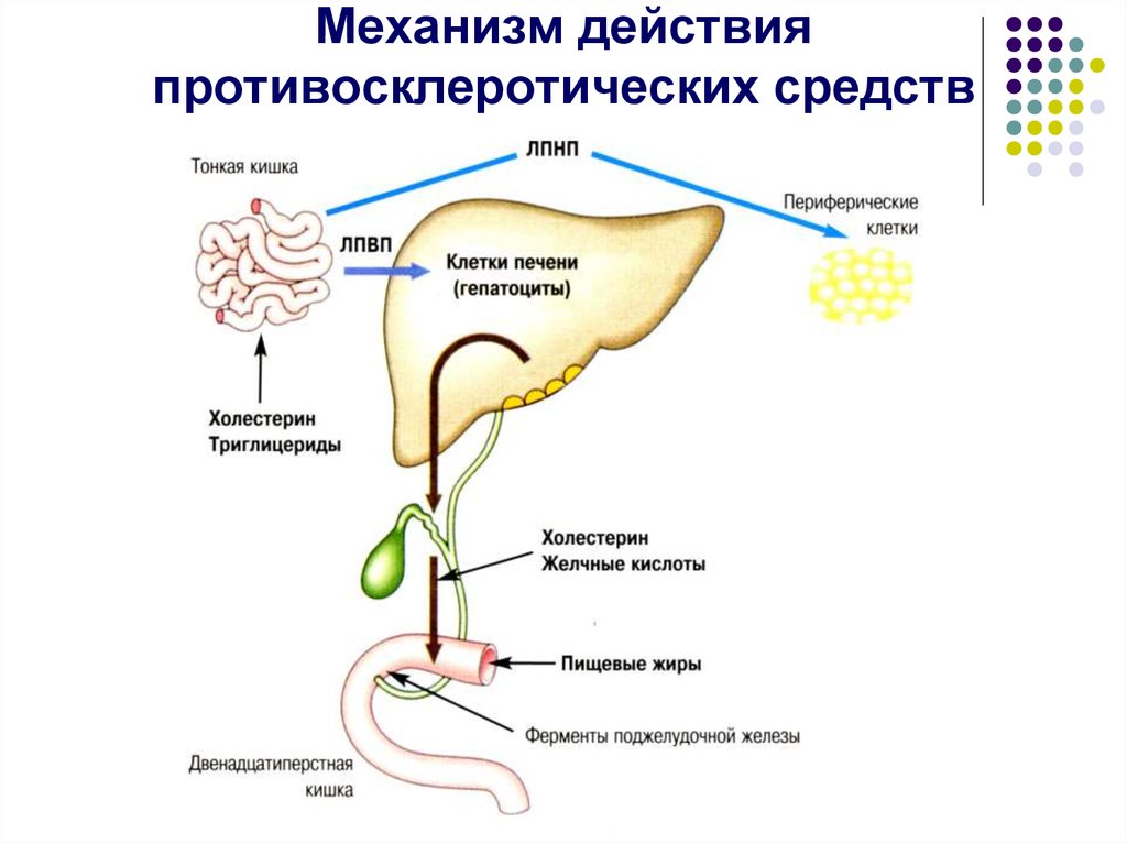 Препараты обладающие антисклеротическим действием презентация