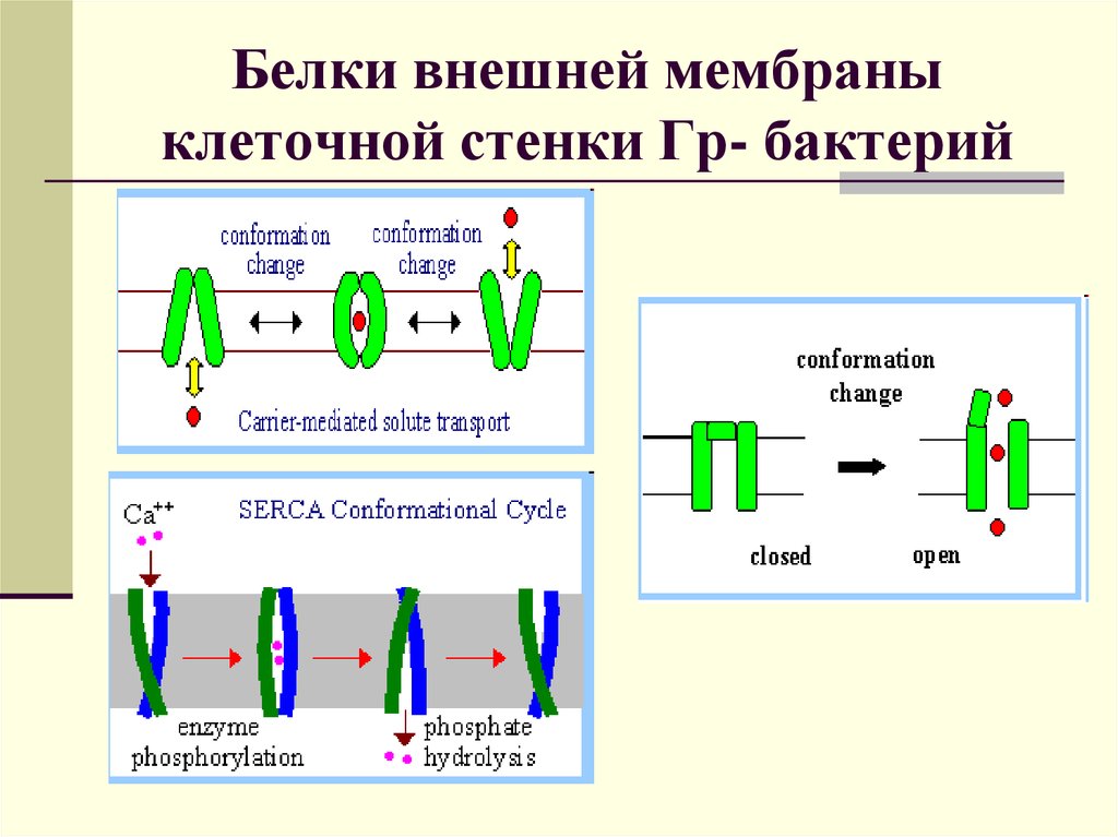 Стенка белка. Белки наружной мембраны бактерий. Белки наружной мембраны микробиология. Белок клеточной мембраны. Белки наружной мембраны клеточной стенки.