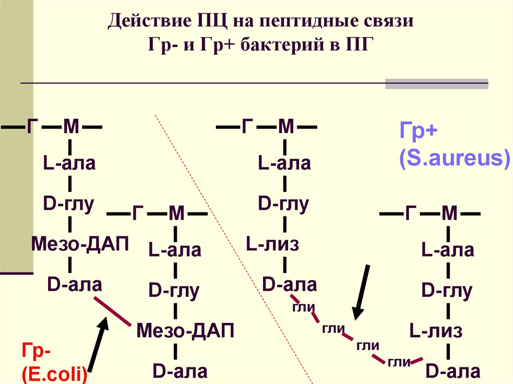 Пептидная связь. Пептидные связи в волосе. Ала Лиз глу. Глу глу.