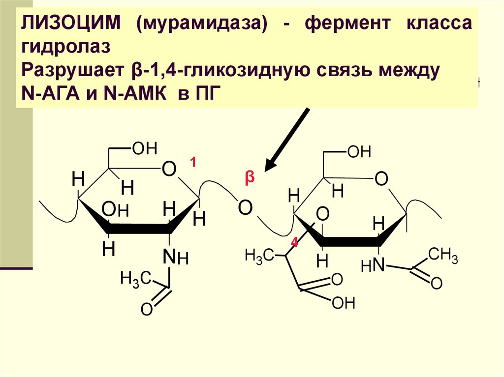 Фермент класса гидролаз. Лизоцим и витамин в6 комплекс мурамидазы. Лизоцим биохимия. Лизоцим комплекс мурамидазы. Лизоцим характеристика.