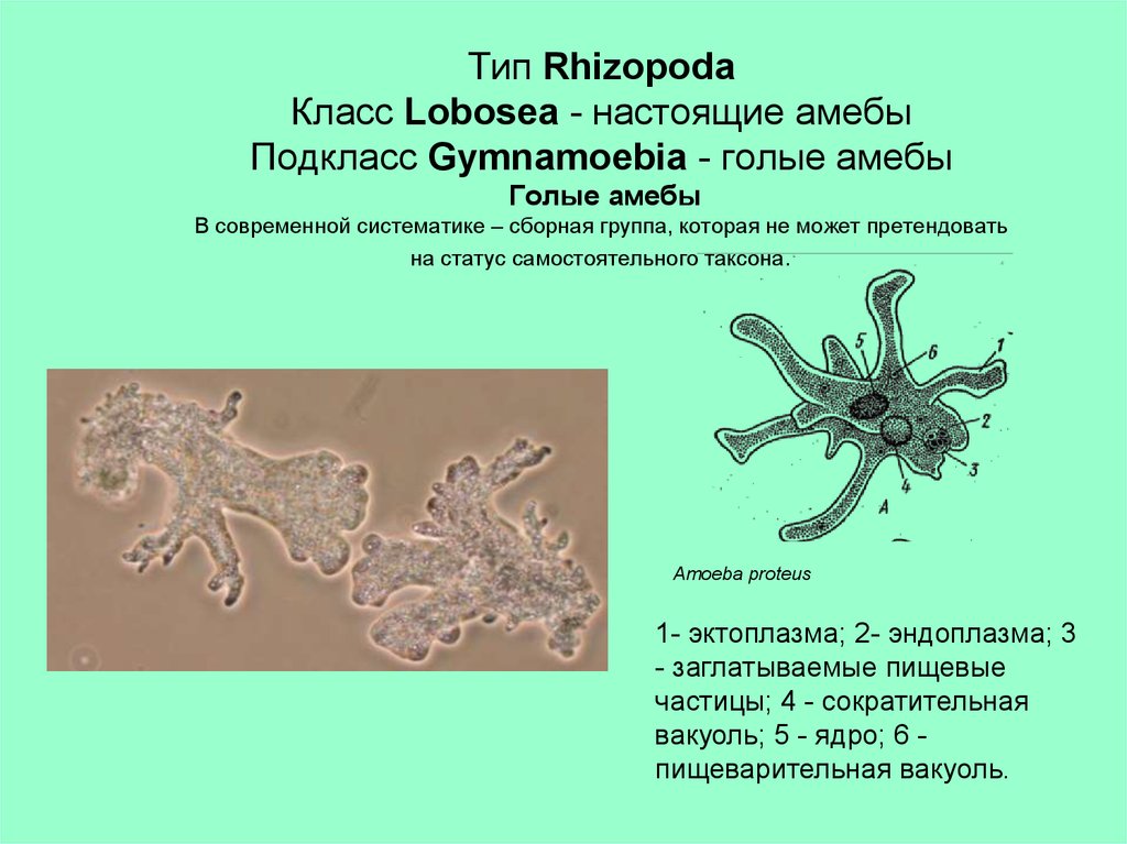 Амебу относят к типу