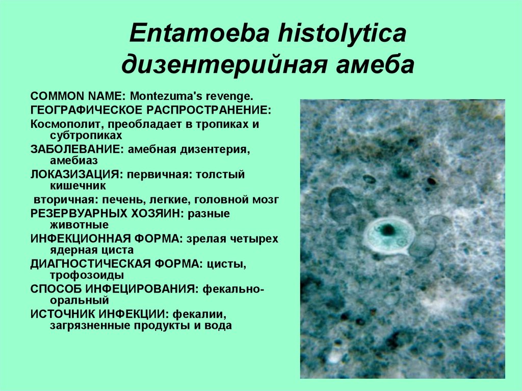 Заболевания вызванные амебами. Entamoeba histolytica жизненный цикл. Дизентерийная амеба характеристика. Entamoeba histolytica систематика. Entamoeba дизентерийная.