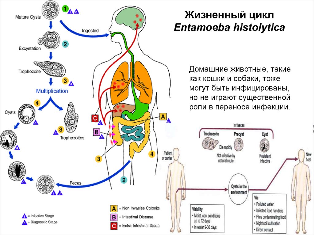 Патогенез амебиаза