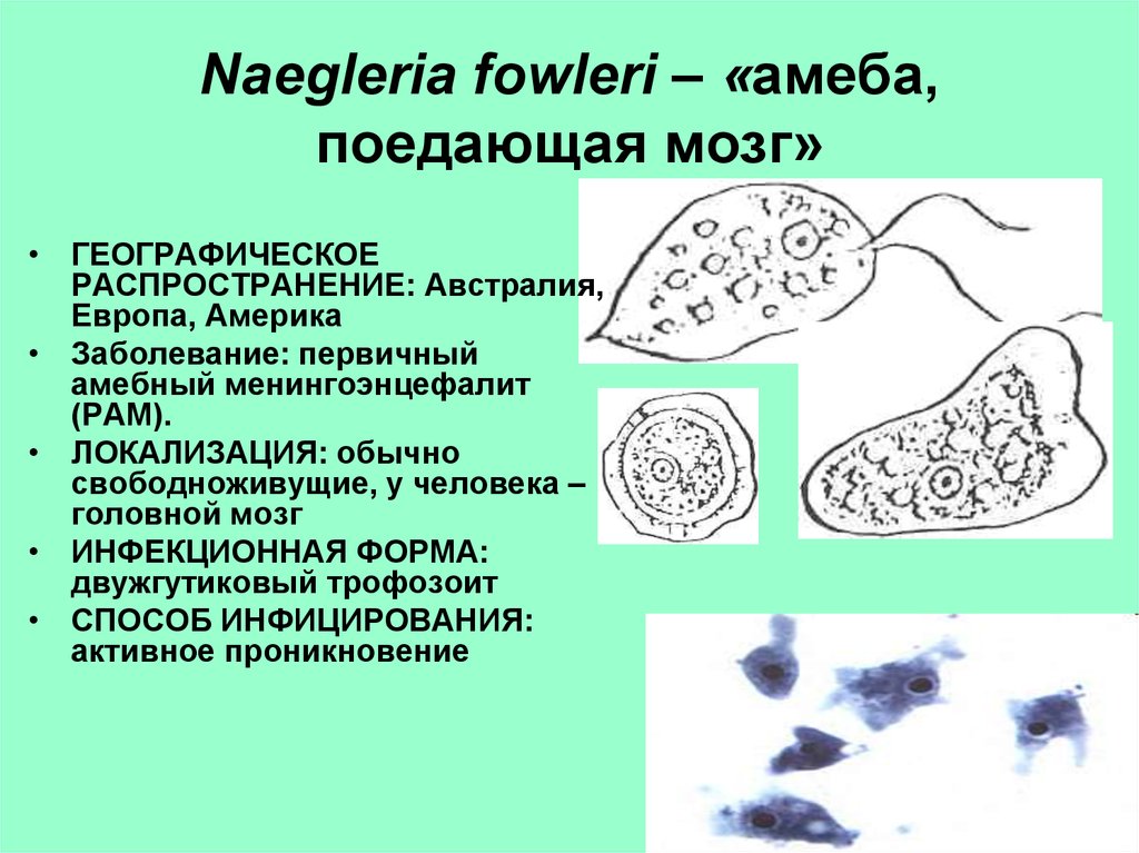 Неглерия фоулера презентация