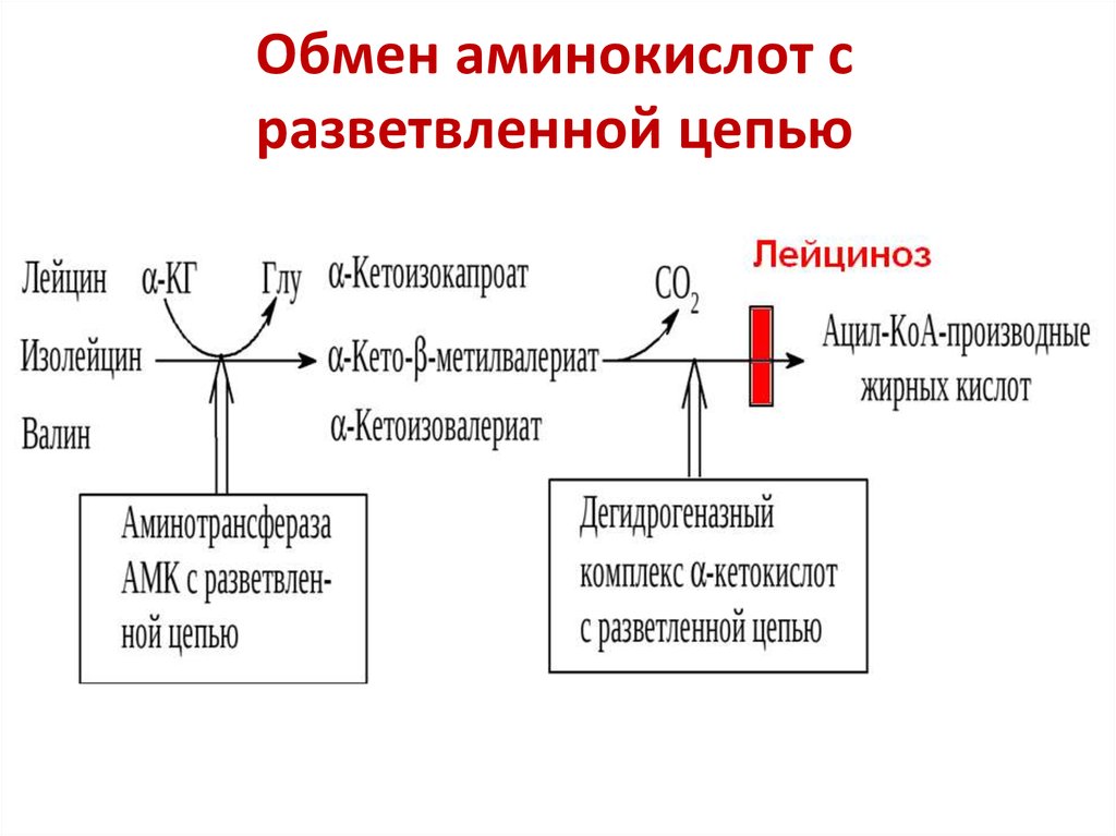 Обмен белков и аминокислот биохимия презентация