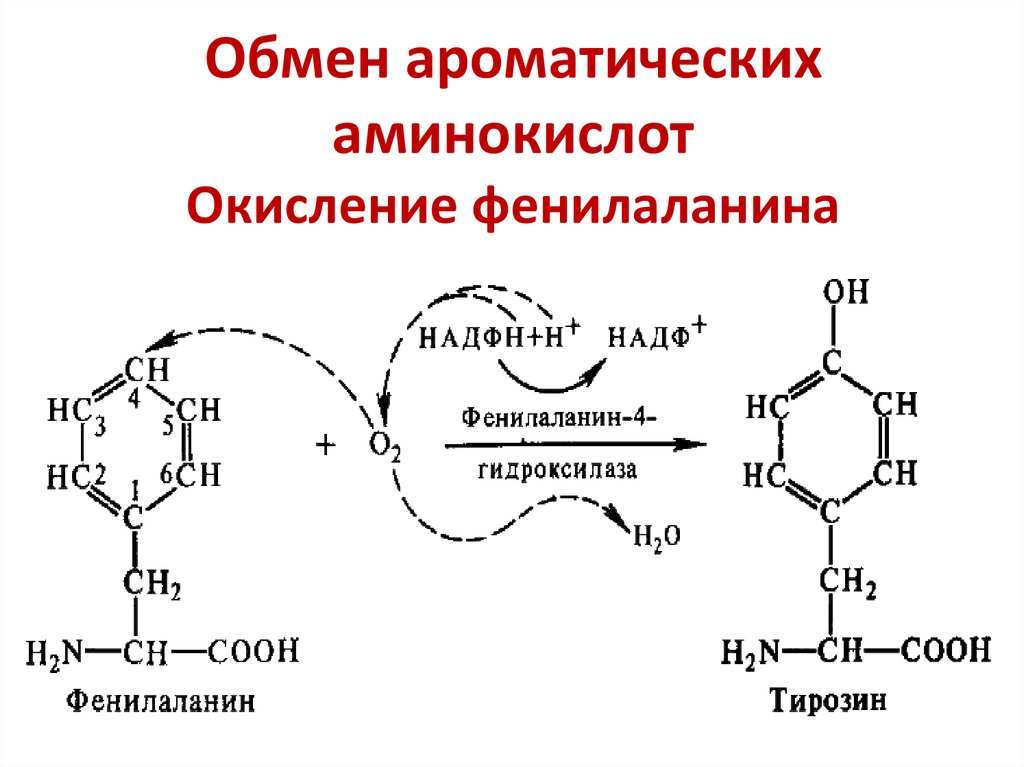 Обмен белков и аминокислот биохимия презентация