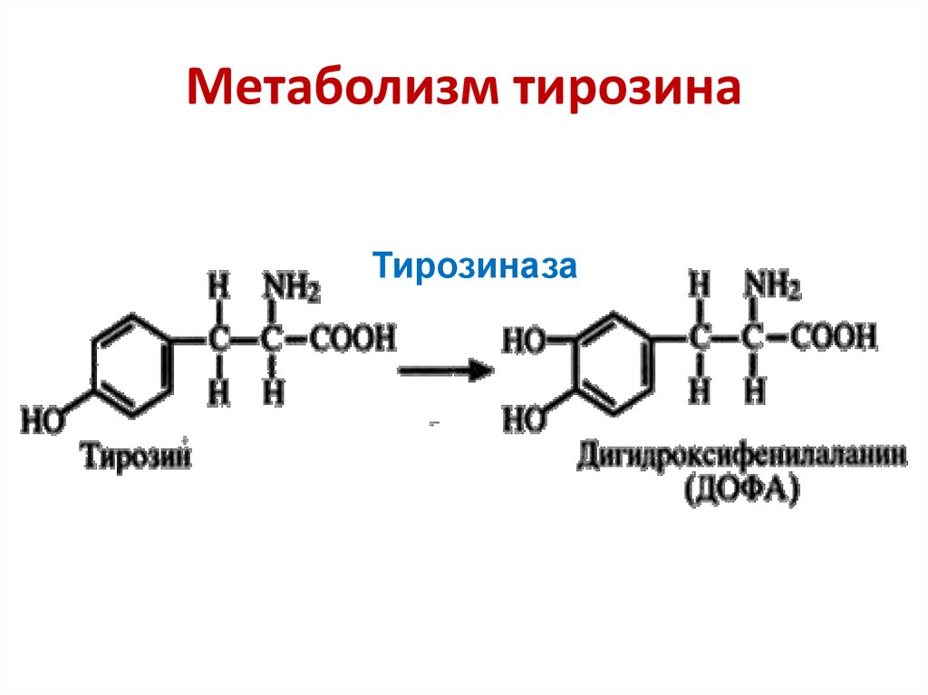 Фенилаланин биохимия. Схема альтернативного пути метаболизма фенилаланина.. Схема синтеза меланина из тирозина. Метаболизм фенилаланина и тирозина. Окисление тирозина.