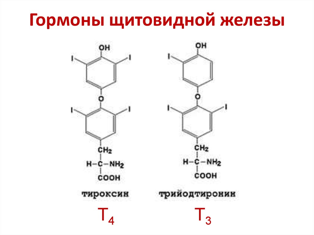 Гормоны щитовидной железы презентация по биохимии