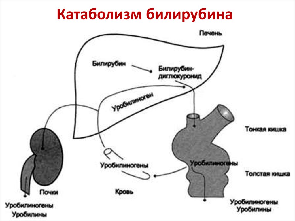 Катаболизм гема и образование желчных пигментов схема с указанием ферментов