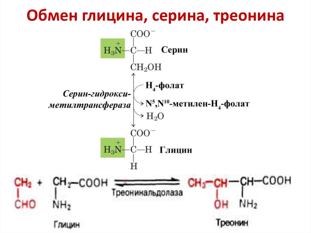 Напишите реакцию глицина. Реакция образования Серина из глицина. Пути метаболизма Серина и глицина. Синтез Серина из треонина. Взаимопревращение Серина и глицина.