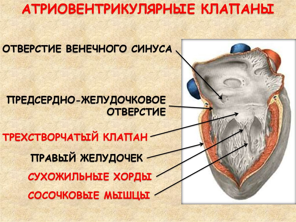 Венечный синус сердца. Правый предсердно- желудочковый клапан (трехстворчатый клапан). Отверстие венечный синус сердца анатомия. Отверстие венечного синуса. 1. Атриовентрикулярные клапаны.