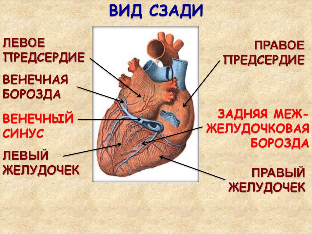 Отверстия в предсердиях. Строение сердца анатомия венечный синус. Отверстие венечного синуса сердца. Венечная борозда сердца анатомия. Отверстие венечного синуса анатомия.
