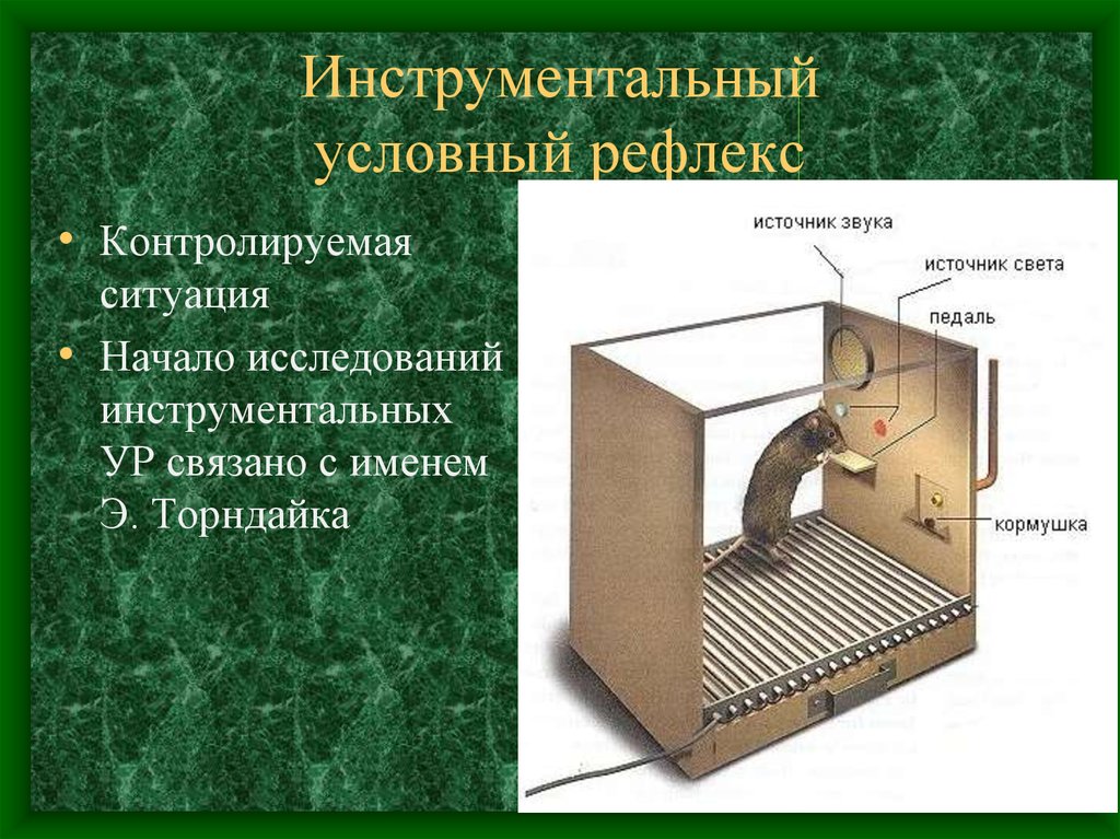 Условные рефлексы у рыб. Инструментальный условный рефлекс. Схема инструментального условного рефлекса. Инструментальный рефлекс пример. Инструментальные условные рефлексы примеры.