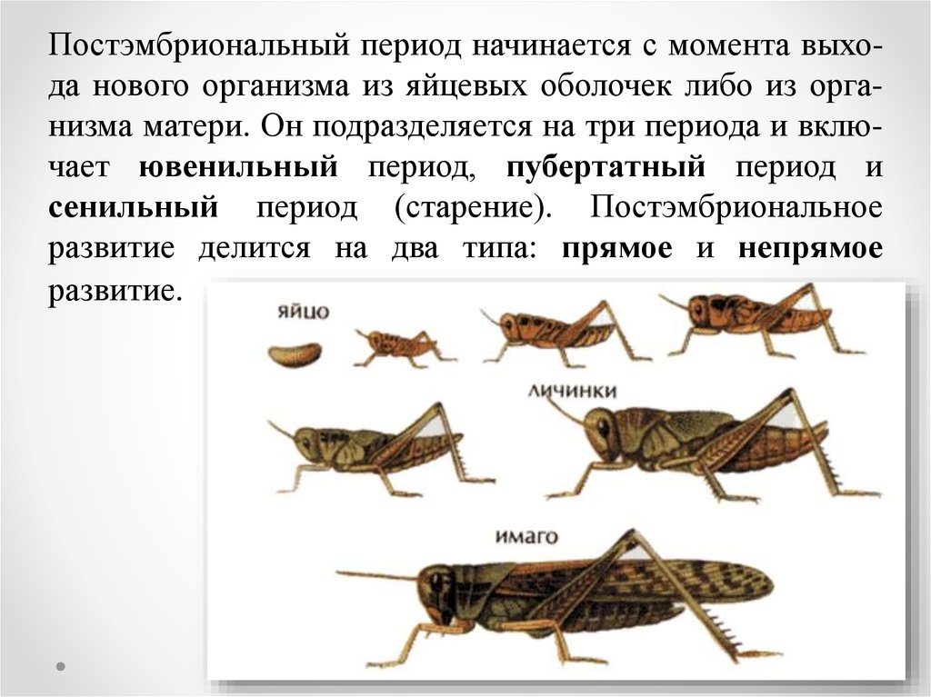 Какой тип развития характерен для зеленого кузнечика изображенного на рисунке