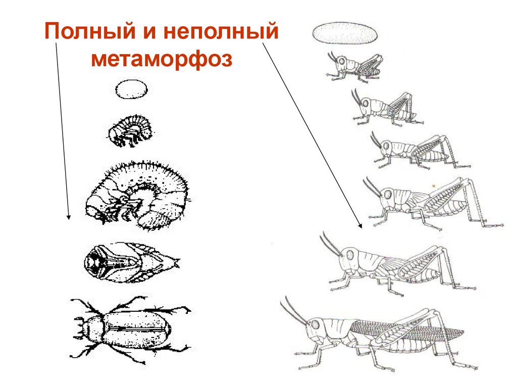 Метаморфоз 20. Метаморфоз с полным и неполным превращением. Размножение насекомых с полным и неполным превращением. Полный и неполный метаморфоз. Развитие с полным и неполным превращением.